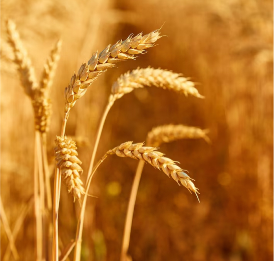 Benefits of organic food